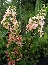 Hortensja bukietowa (Hydrangea paniculata) 